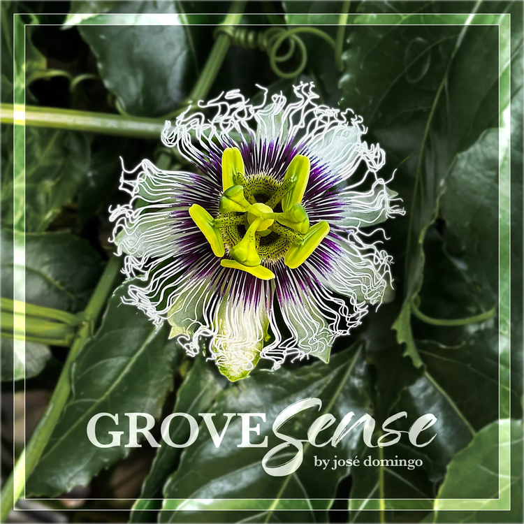 GROVESENSE™ by José Domingo: MEJIMEJI:TULIPS