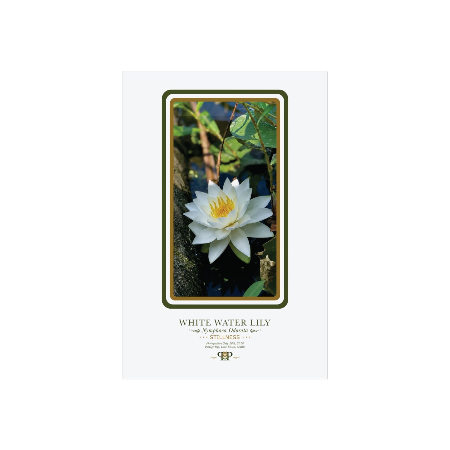 White Water Lily Fine Art Poster | Botanical Wall Art | Stillness Nature Print