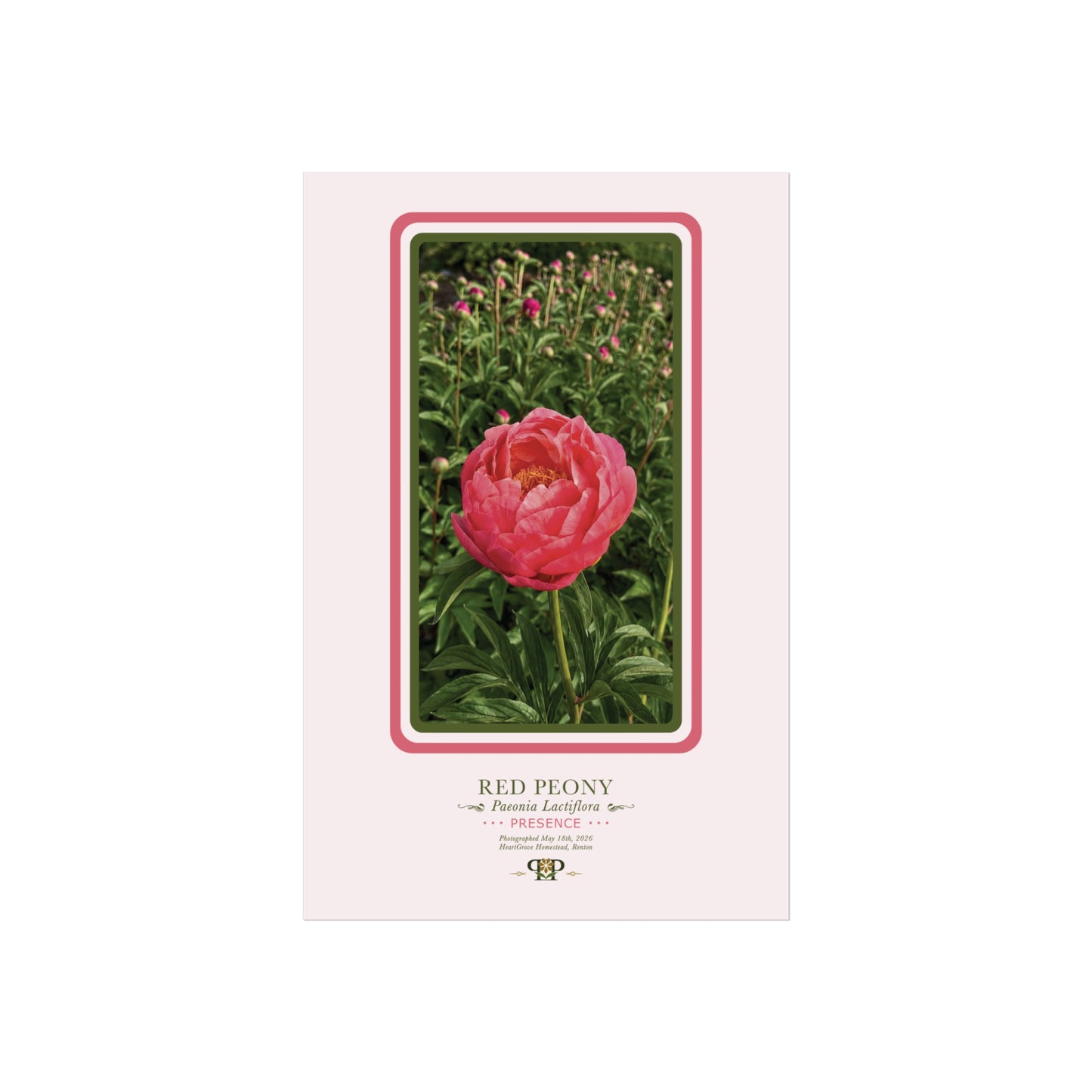 Red Peony Fine Art Poster | Botanical Wall Art | Presence Nature Print