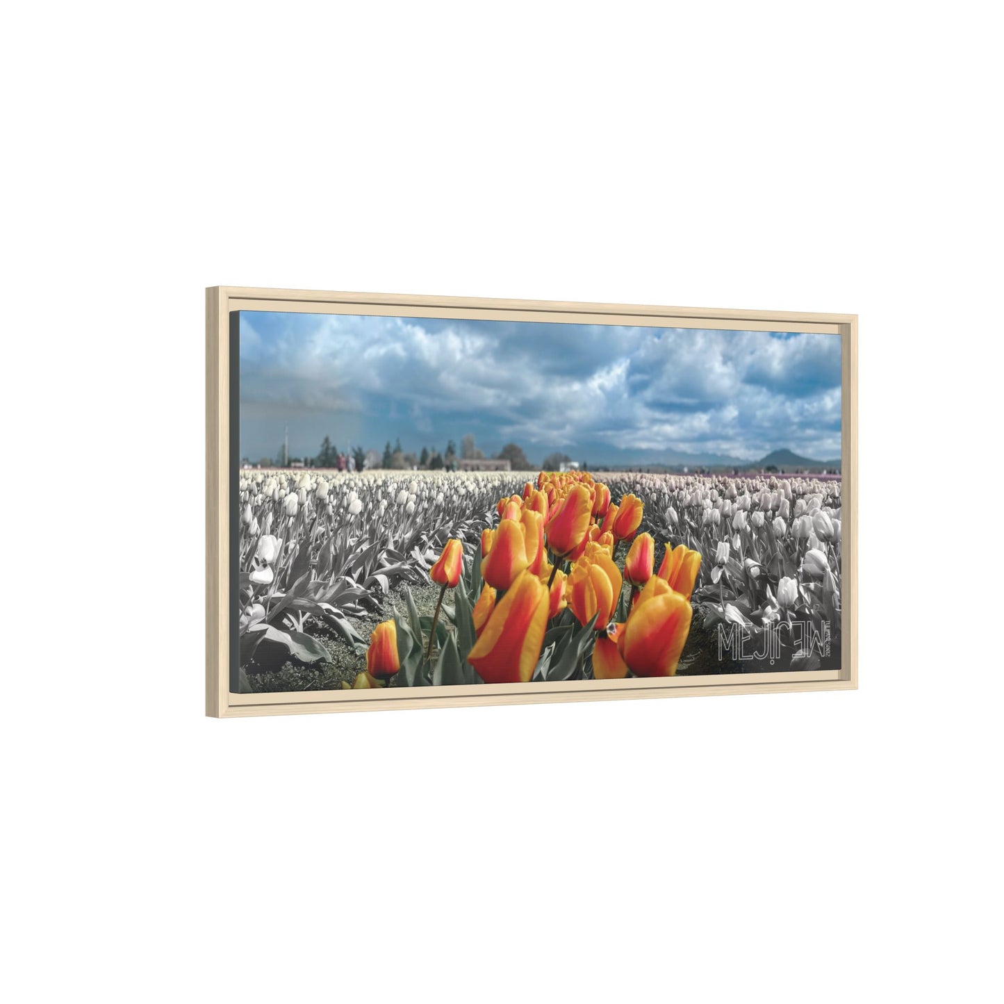 "TULIPANES 002 — Tranquility" Skagit Valley Tulip Field Print — Matte Canvas Wall Art