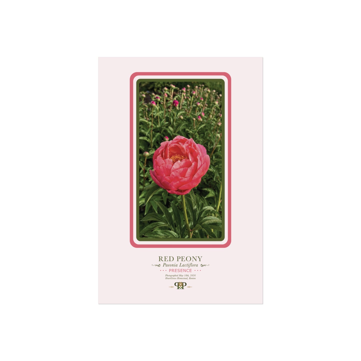 Red Peony Fine Art Poster | Botanical Wall Art | Presence Nature Print